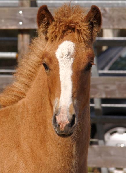 Gabriel von Heidmoor e.jpg